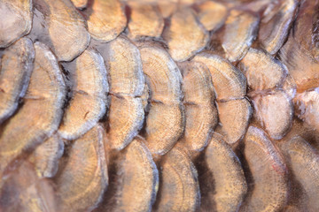 Fish carp texture