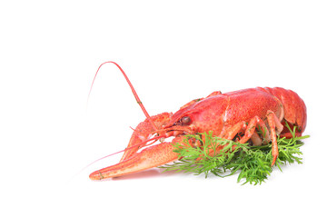 Bolied crayfish