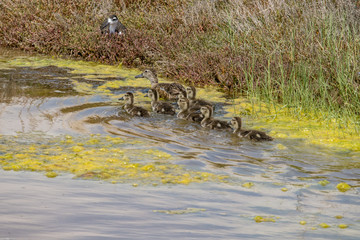 family of ducks