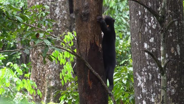 Sun Bear (Helarctos malayanus) Looking for Food