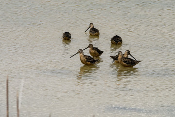 Long-billed Dowitcher