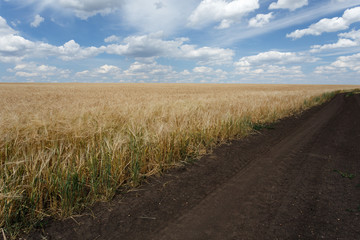 Fototapeta na wymiar Field of wheat under wonderful cloudy sky
