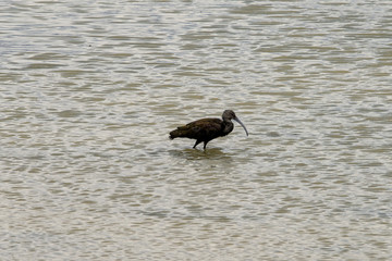 Ibis moving in the shallows