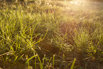 Water drops on the green grass