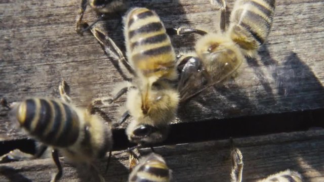 Some bees sitting on a piece of wood