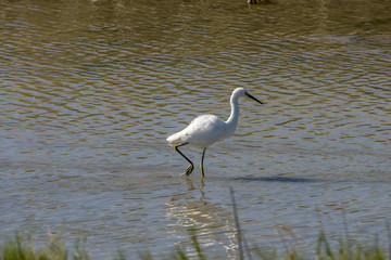 Snowy Egret