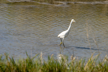 Snowy Egret