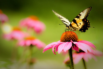 flower and butterfly