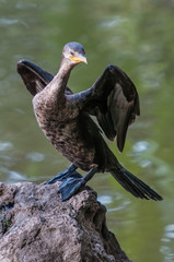 Cormorant Bugua