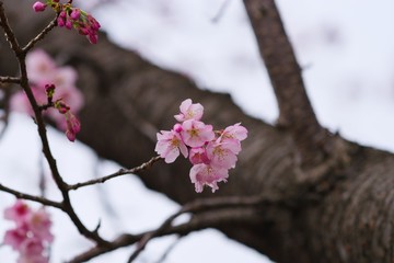 Kawazu cherry blossoms
