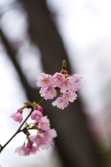 Kawazu cherry blossoms
