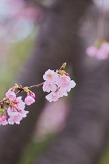 Kawazu cherry blossoms
