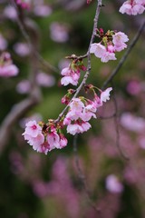 Kawazu cherry blossoms

