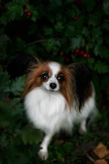 Portrait of a papillon close-up. A beautiful dog in pink colors.