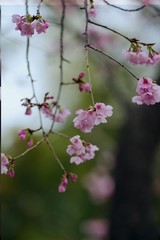 Kawazu cherry blossoms
