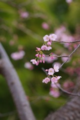 Kawazu cherry blossoms
