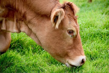 Cow