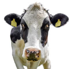 cow on white background