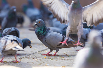 Pigeons at a park