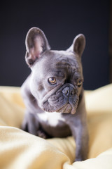 French Bulldog at Rest
