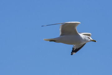 Fototapeta na wymiar A ring billed gull in flight, Breton Bay, St Marys County, Maryland.