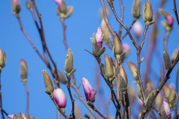 Magnolia buds slowly open into pink blossom.
