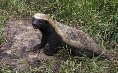 african honey badger