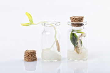 Two seeds germinate inside glass jars and one of them can not come out because it is plugged