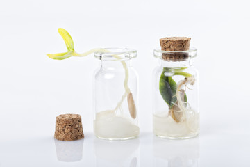 Two seeds germinate inside glass jars and one of them can not come out because it is plugged