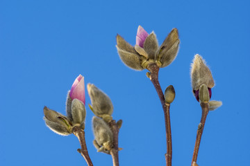 Magnolia buds slowly open into pink blossom.