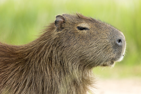 Capybara (Hydrochaeris hydrochaeris)