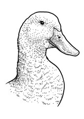 Duck head portrait illustration, drawing, engraving, ink, line art, vector