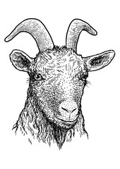 Goat head portrait illustration, drawing, engraving, ink, line art, vector