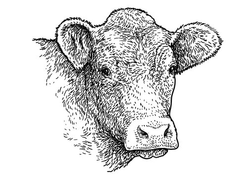 Cow head portrait illustration, drawing, engraving, ink, line art, vector