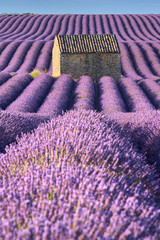 Lavender fields in Valensole with stone house and trees in morning Summer light. Plateau de Valensole, Alpes de Hautes Provence, France