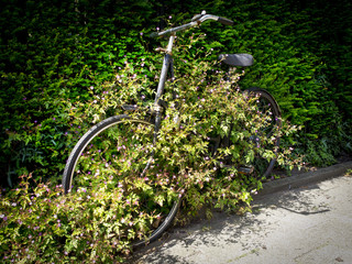 Fototapeta na wymiar Old abandonned Dutch bicycle in Amsterdam, overgrown by a plant
