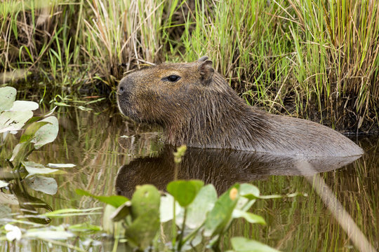 Capybara (Hydrochaeris hydrochaeris)