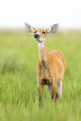 Female Marsh Deer (Blastocerus dichotomus)