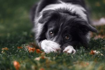 Border collie dog