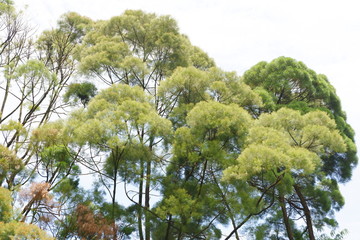 Tropical old tree rise to the sky as lung of Bogor city