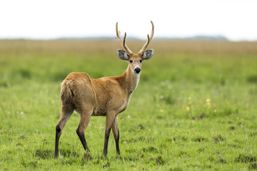 Naklejka na ściany i meble Male Marsh Deer (Blastocerus dichotomus)