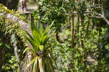 Karibik Gewächse / Dschungel / Baumstamm / Pflanzen