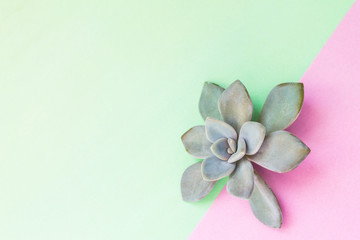 Amazing succulent flower, stone rose on soft color background, light green and pink, with copy space for logo or text. Still life.
