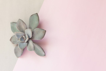 Minimalist still life, beautiful grey succulent flower, stone rose on grey and pink simple background, with geometry lines, shapes, forms, soft pastel colors