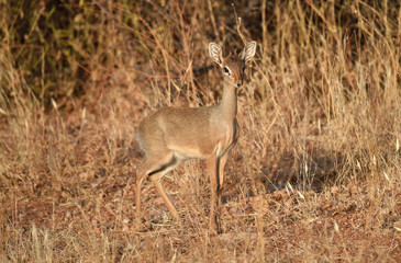 Dick-Dick in Kenia
