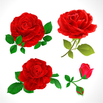 Red roses with buds and leaves vintage  on a white background set two vector illustration editable hand draw 