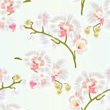 Seamless texture branches orchid Phalaenopsis white flowers tropical plants green stem and buds and leaves nature background  vintage vector botanical illustration for design editable hand draw