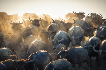 Keuken foto achterwand Buffel Group of Thai buffalo running