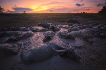 Group of Thai buffalo in mud pond