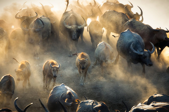 Group of Thai buffalo running